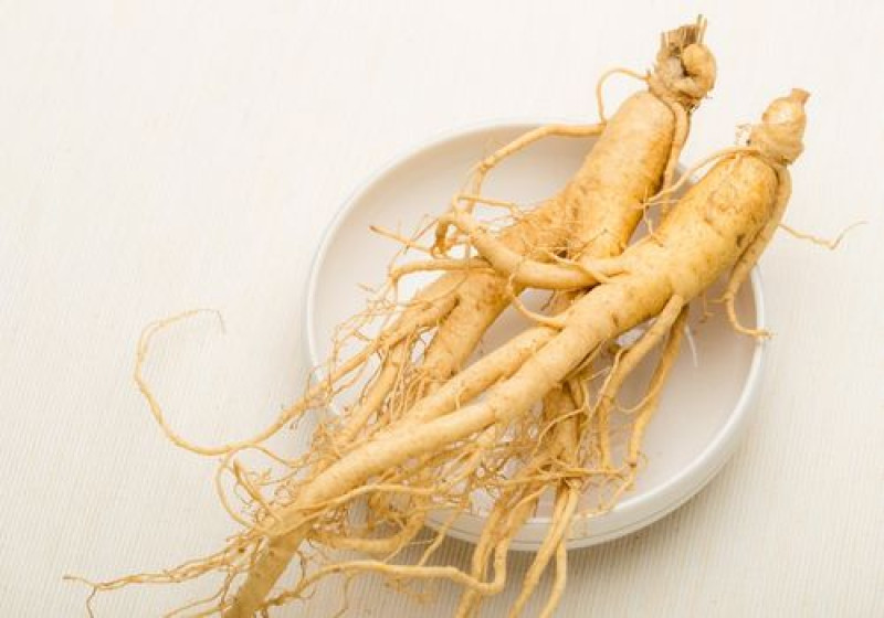 Tanaman Ginseng