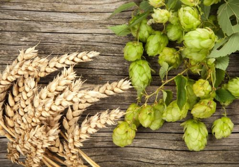 Biji-bijian Malt Pilihan